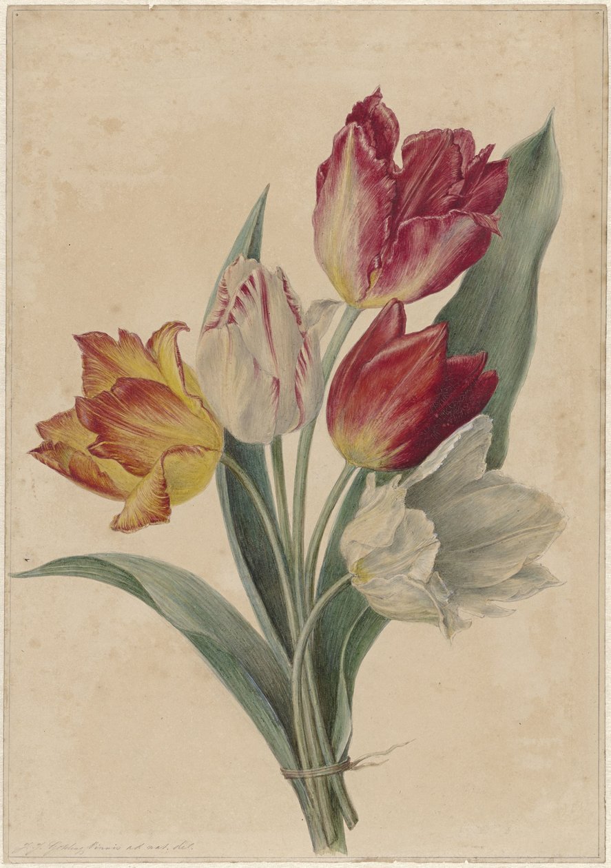Kytice tulipánů od Jan Jacob Goteling Vinnis