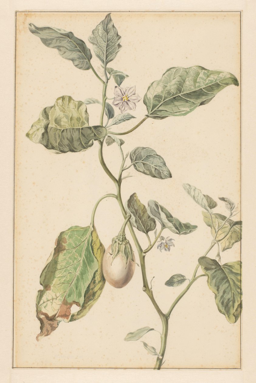 Rostlina lilku (název na objektu) od Jan Jansz. van der Vinne