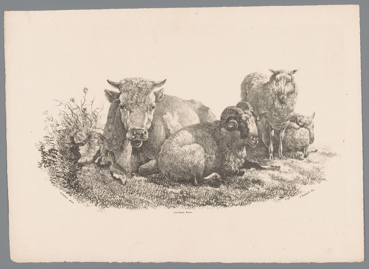 Kráva, beran a dvě ovce Beesten Studien od J. Kobella podle Paula Pottera Nr. 1 (název série) od Jan Kobell (III)