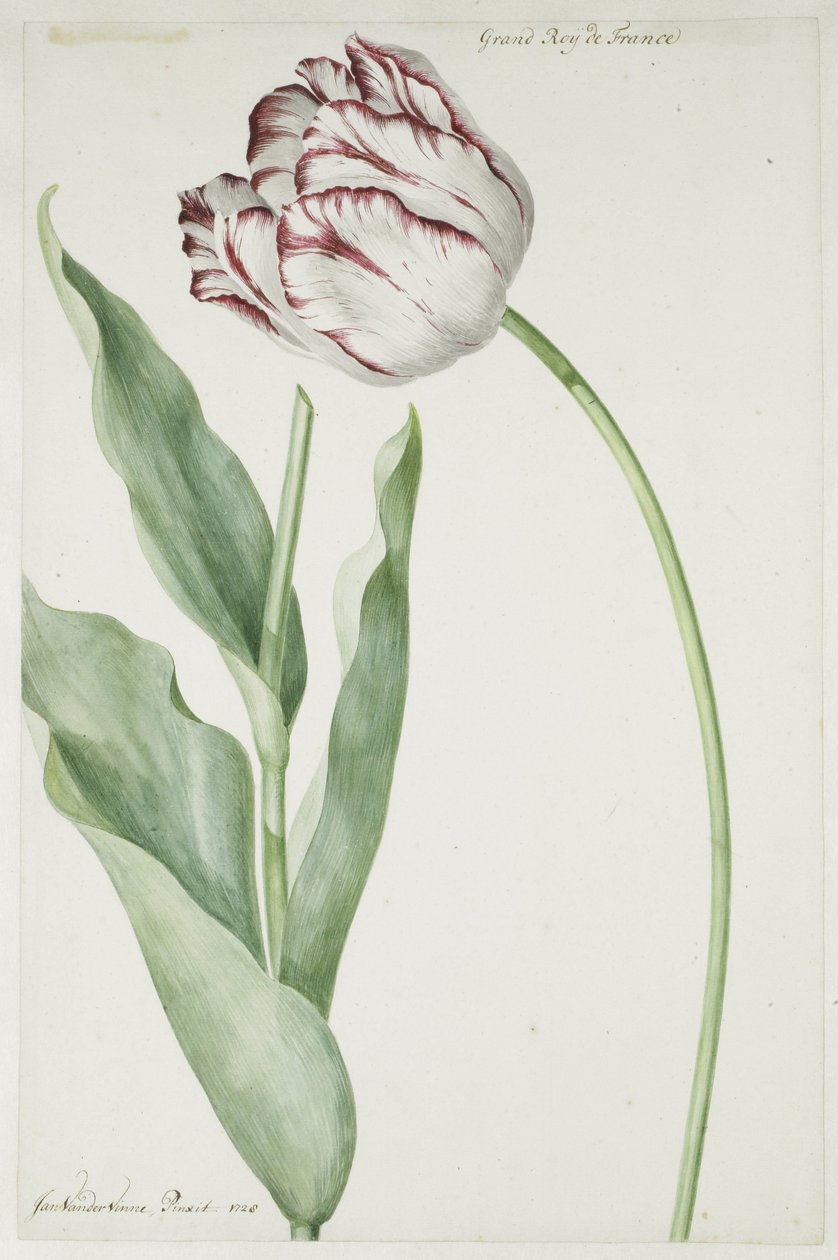 Tulipán Grand Roy de France od Jan Laurensz. van der Vinne