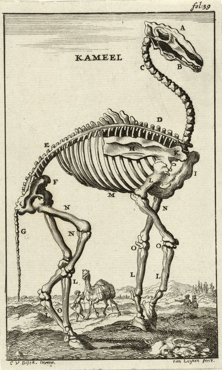 Kostra velblouda, c. 80. léta 17. století od Jan Luyken