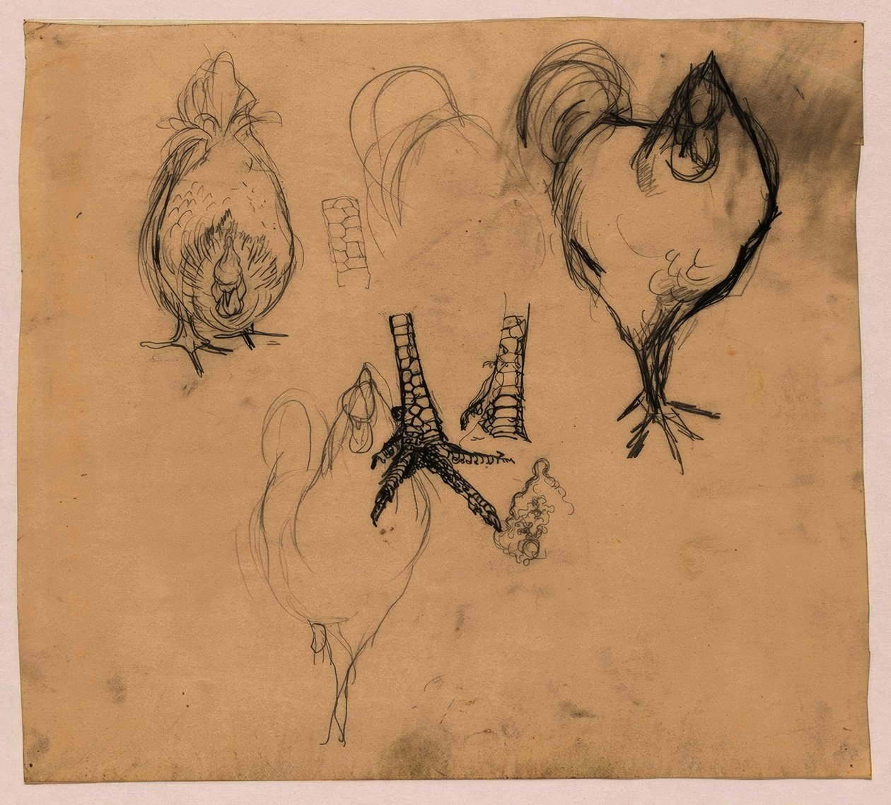 Studie kohouta a kuřete od Jan Mankes