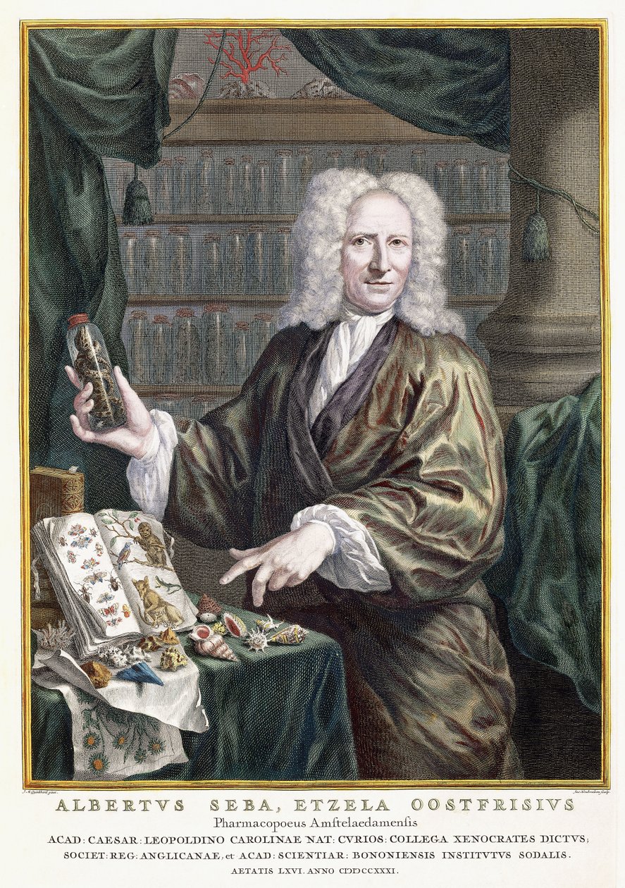 Portrét Alberta Seby, z „Nejpřesnějšího popisu přírodních pokladů“, 1734-1765 od Jan Maurits Quinckhardt
