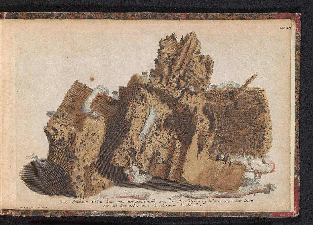 Části hromady zasažené lodními červy, 1731 Tři kusy dubového dřeva z Paalwerk aan de Zee-Dyken, nakreslené po životě, když byl proražen Wurmeny (název na předmětu) od Jan Ruyter