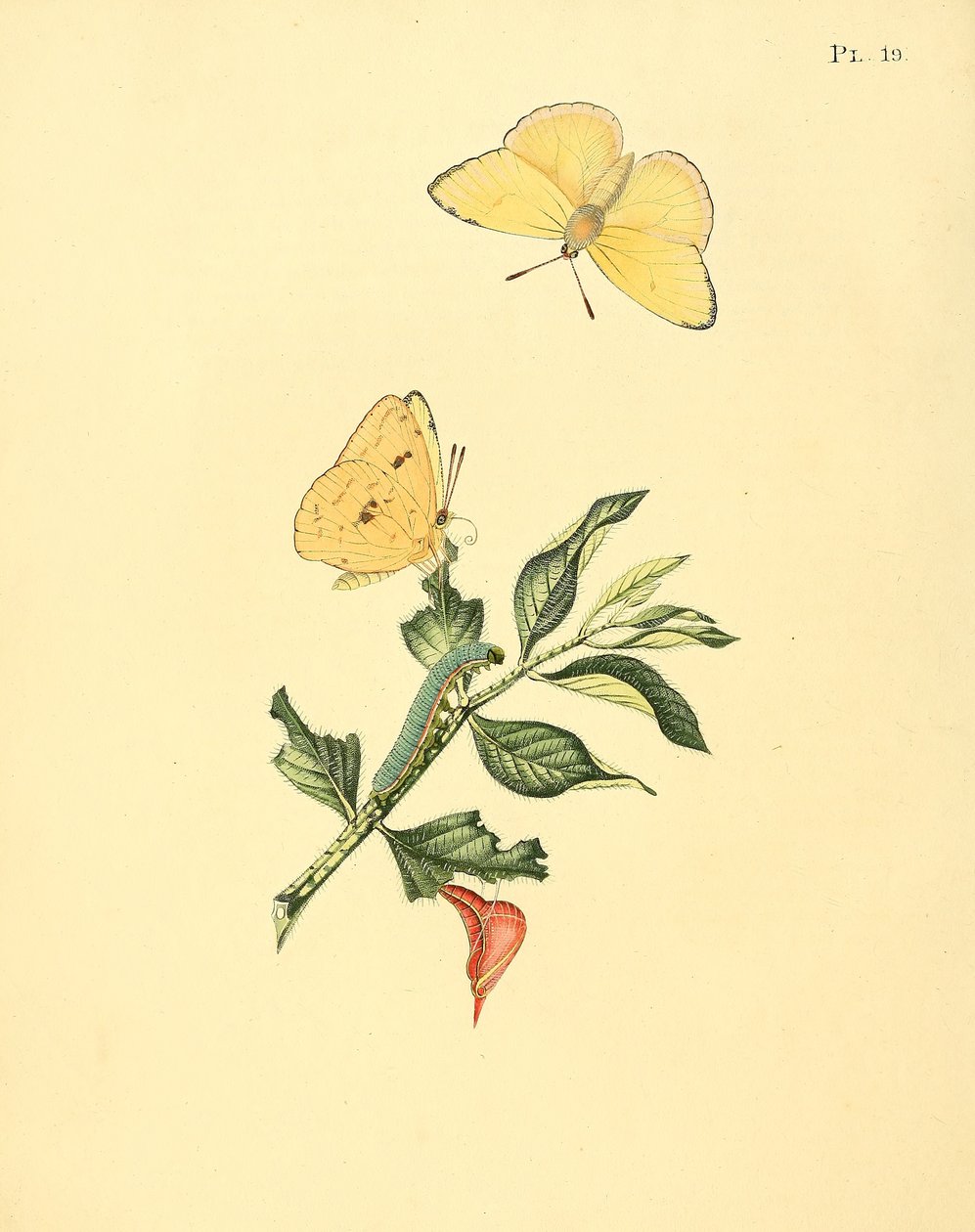 Phoebus senna (jako syn. Papilio hyperici) od Jan Sepp