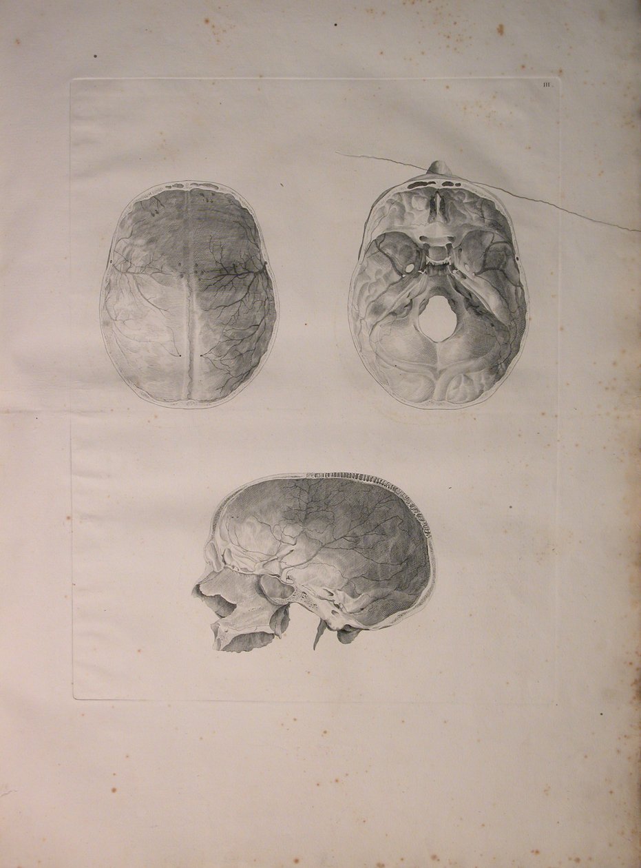 Albinus II, Pl. III, Kraniální kost, ilustrace z 