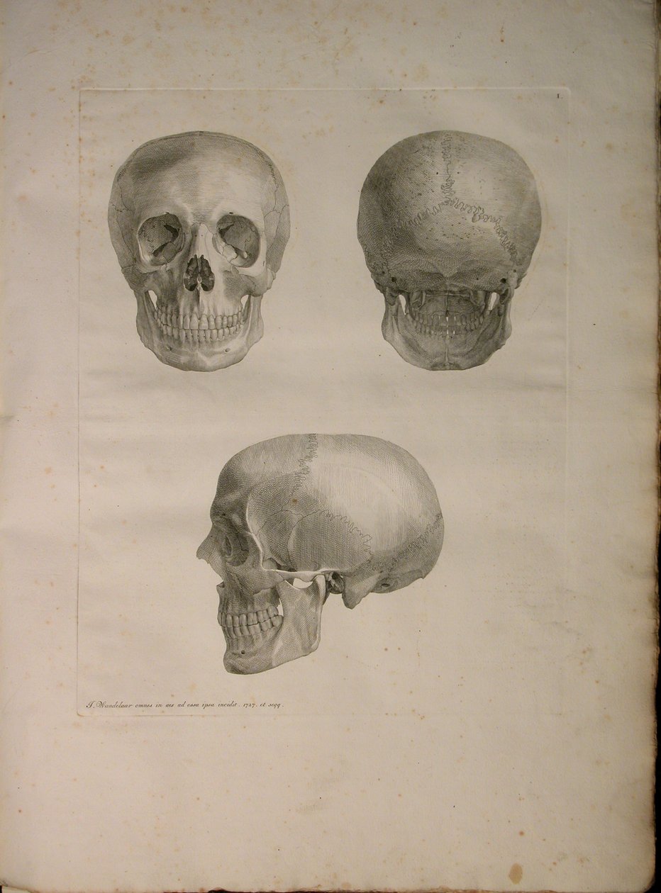 Albinus II, Pl. I, ilustrace z 