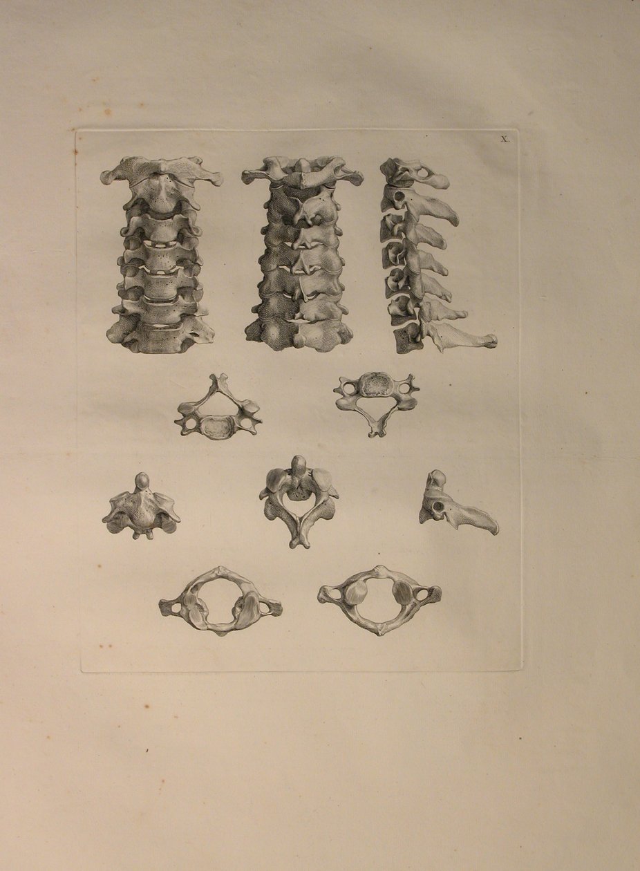 Albinus II, Pl. X: Krční obratel, ilustrace z 