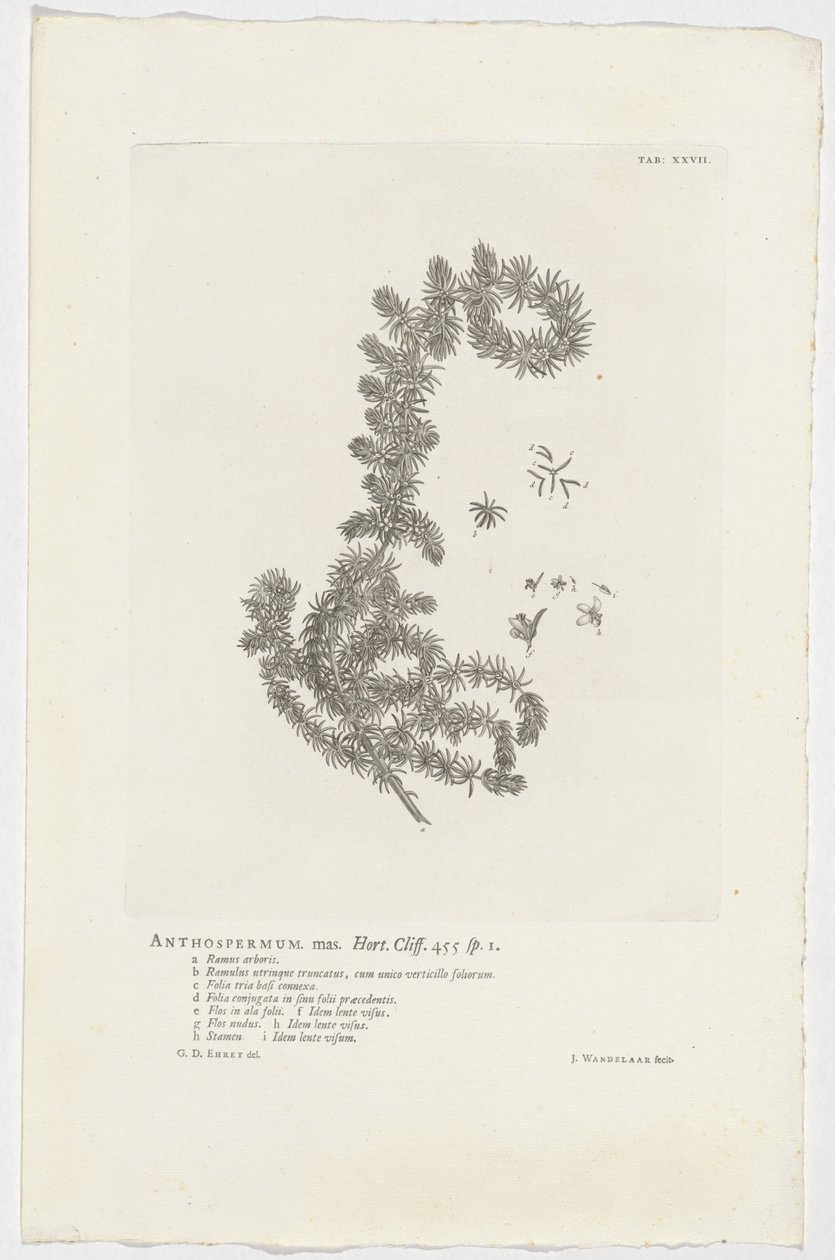 Anthospermum aethiopicum Anthospermum samec. Zahrada. Útes. 455 sp. 1 (název na objektu) od Jan Wandelaar