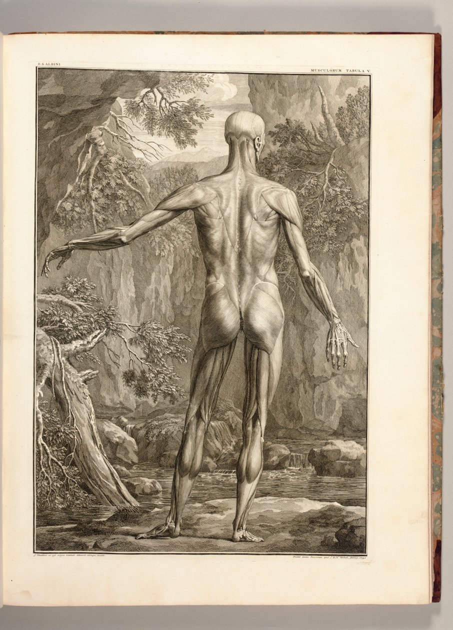 Rytina zobrazující svalové skupiny zad, 1747 od Jan Wandelaar