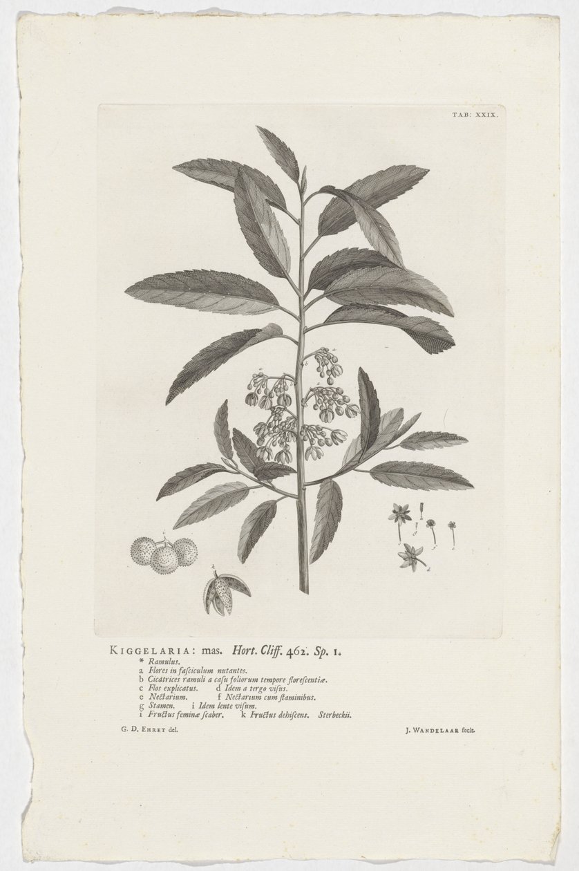 Kiggelaria africana Kiggelaria: mas. Hort. Útes. 462. sp. 1 (název na objektu) od Jan Wandelaar