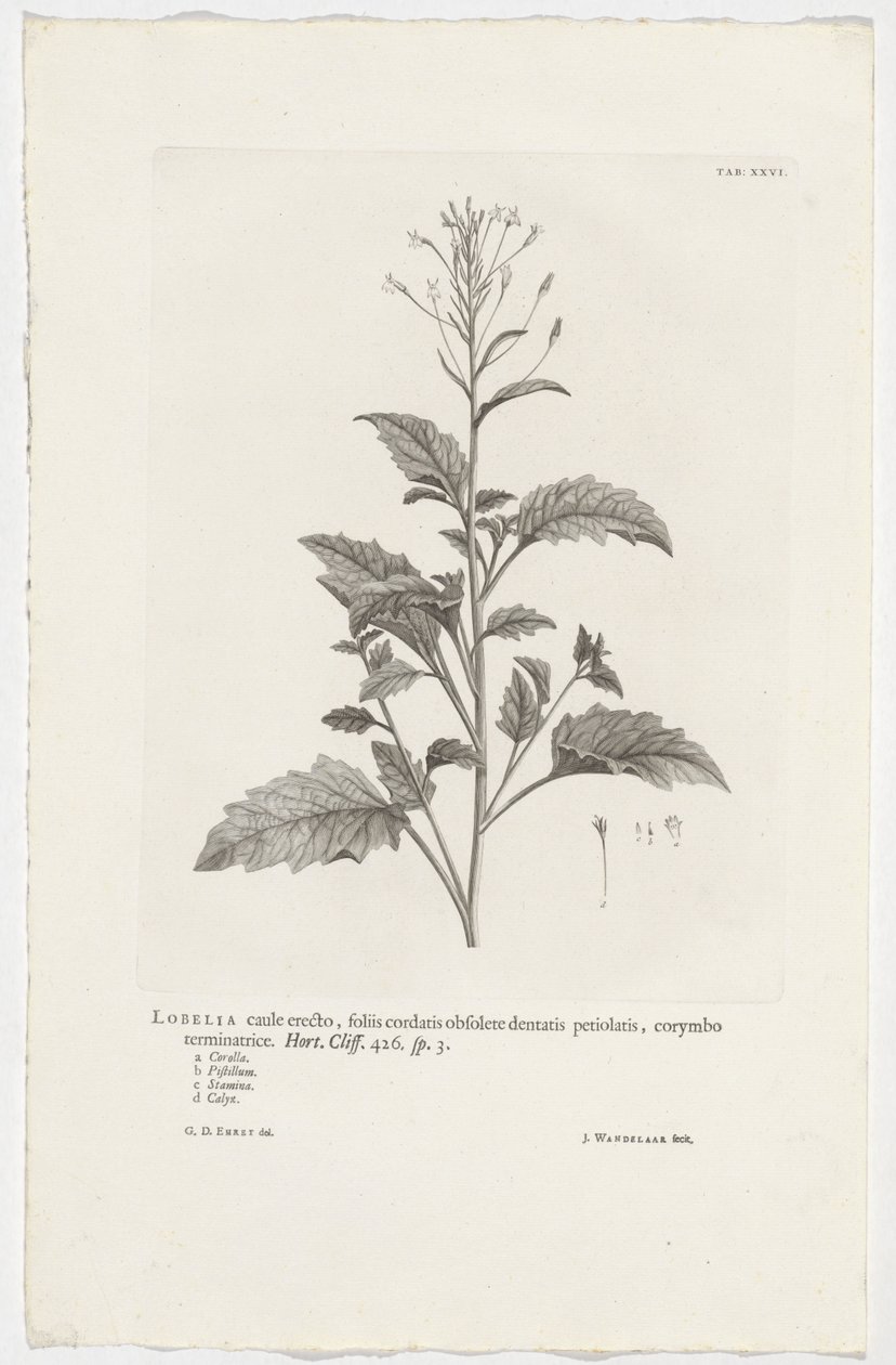 Lobelia cliffortiana Lobelie s přímou lodyhou, srdčité listy s podlouhlými zubatými řapíky, zakončené corymbose. Zahrada. Útes. 426. sp. 3 (název na objektu) od Jan Wandelaar