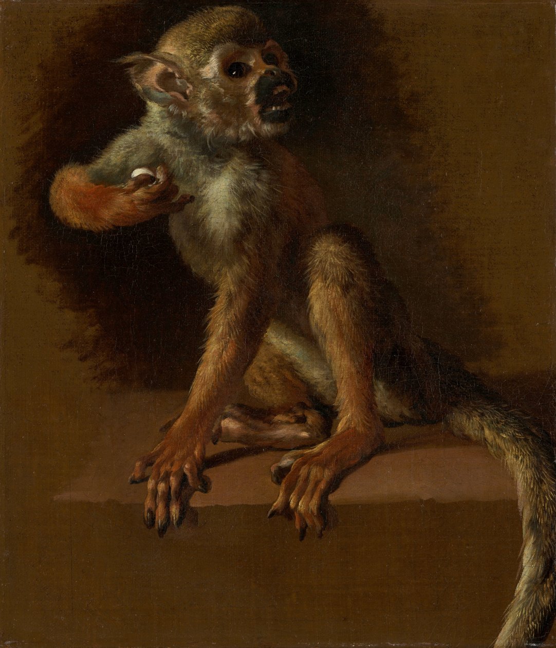Sedící opice od Jan Baptist Weenix