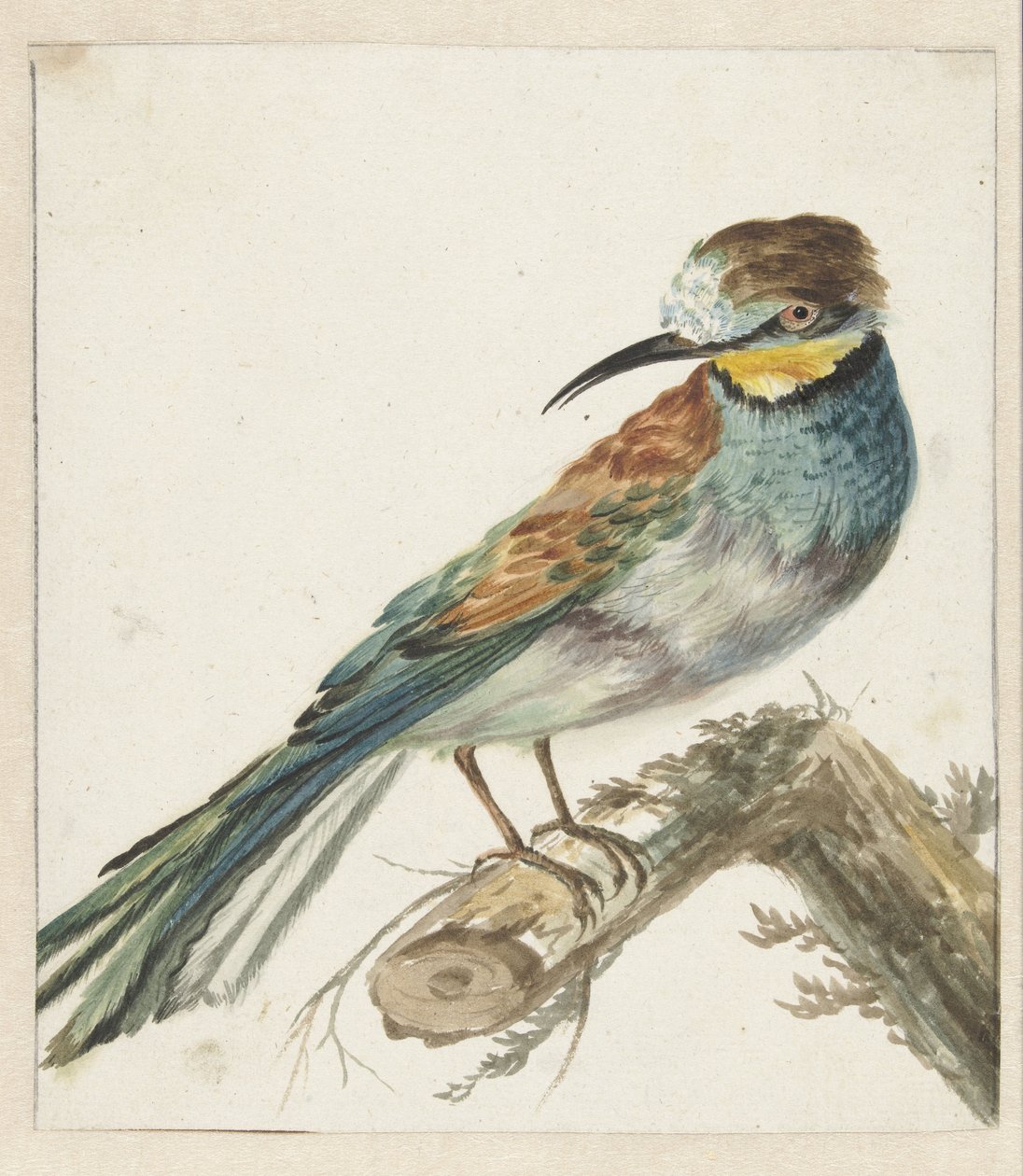 Vixenitter (Merops apiaster) od Jan Baptist Weenix