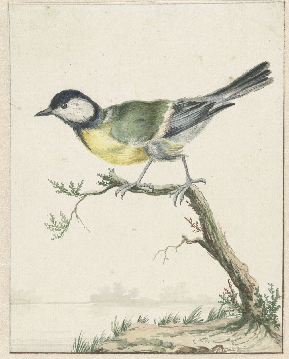 Sýkora uhelná od Jan Baptist Weenix
