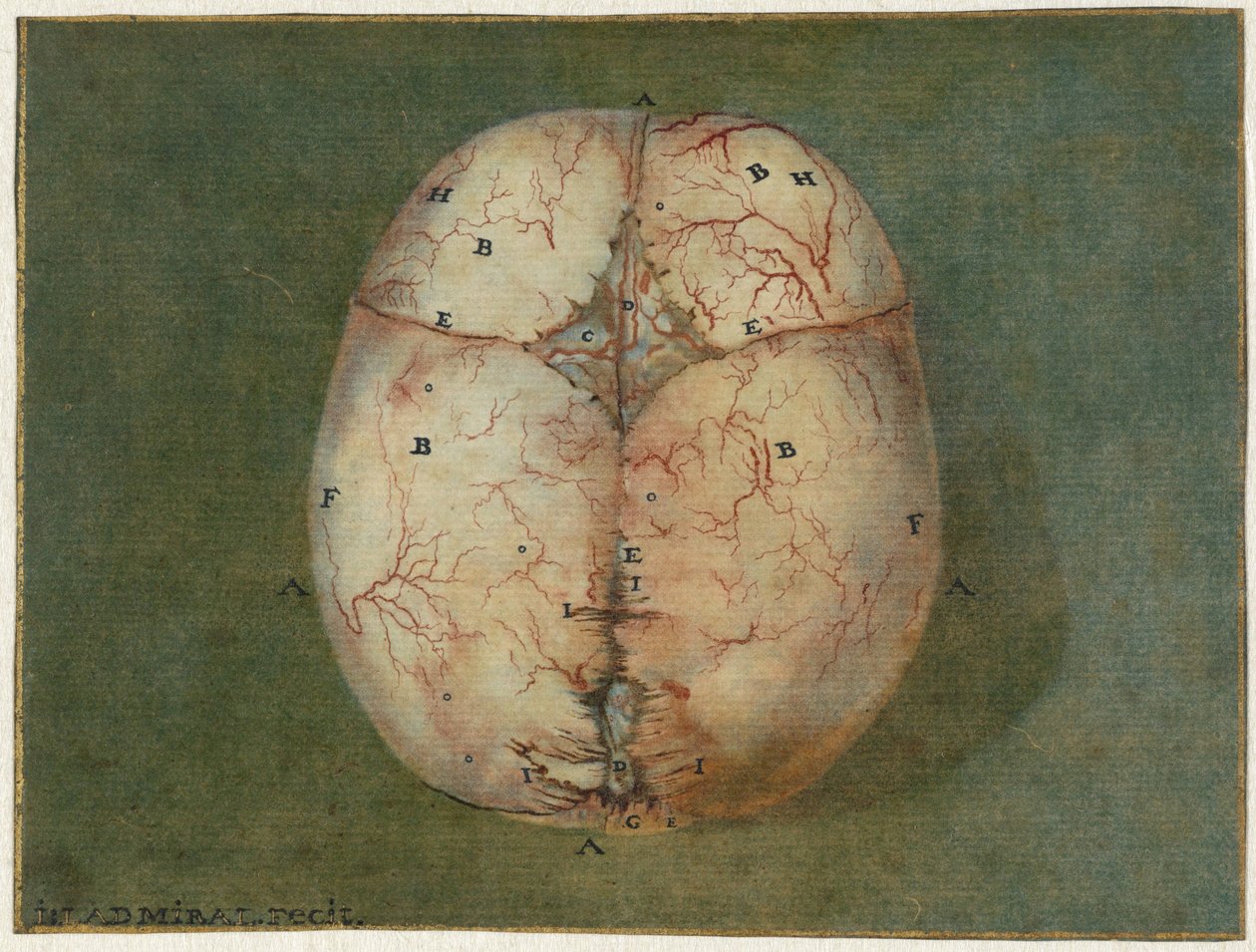 Otisky mozku a srdce Anatomická studie lebky nezralého dítěte od Jan l