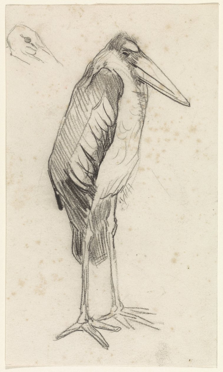 Marabou od Jan van Essen