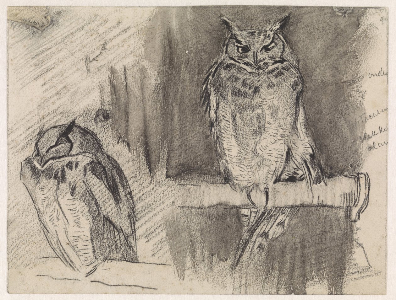 Dvě studie sovy od Jan van Essen
