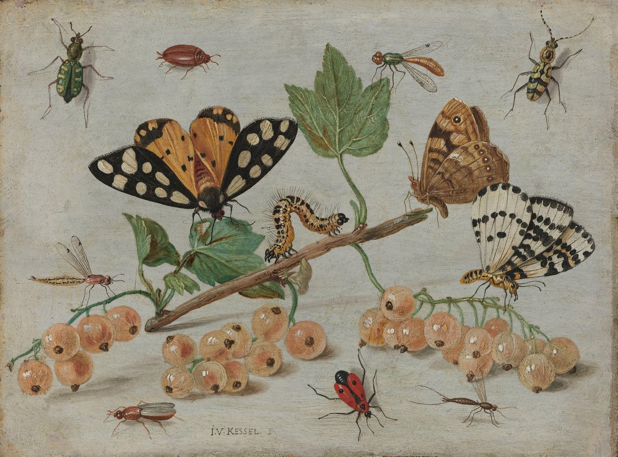 Hmyz a ovoce Snítka bílého rybízu s hmyzem od Jan van Kessel (I)