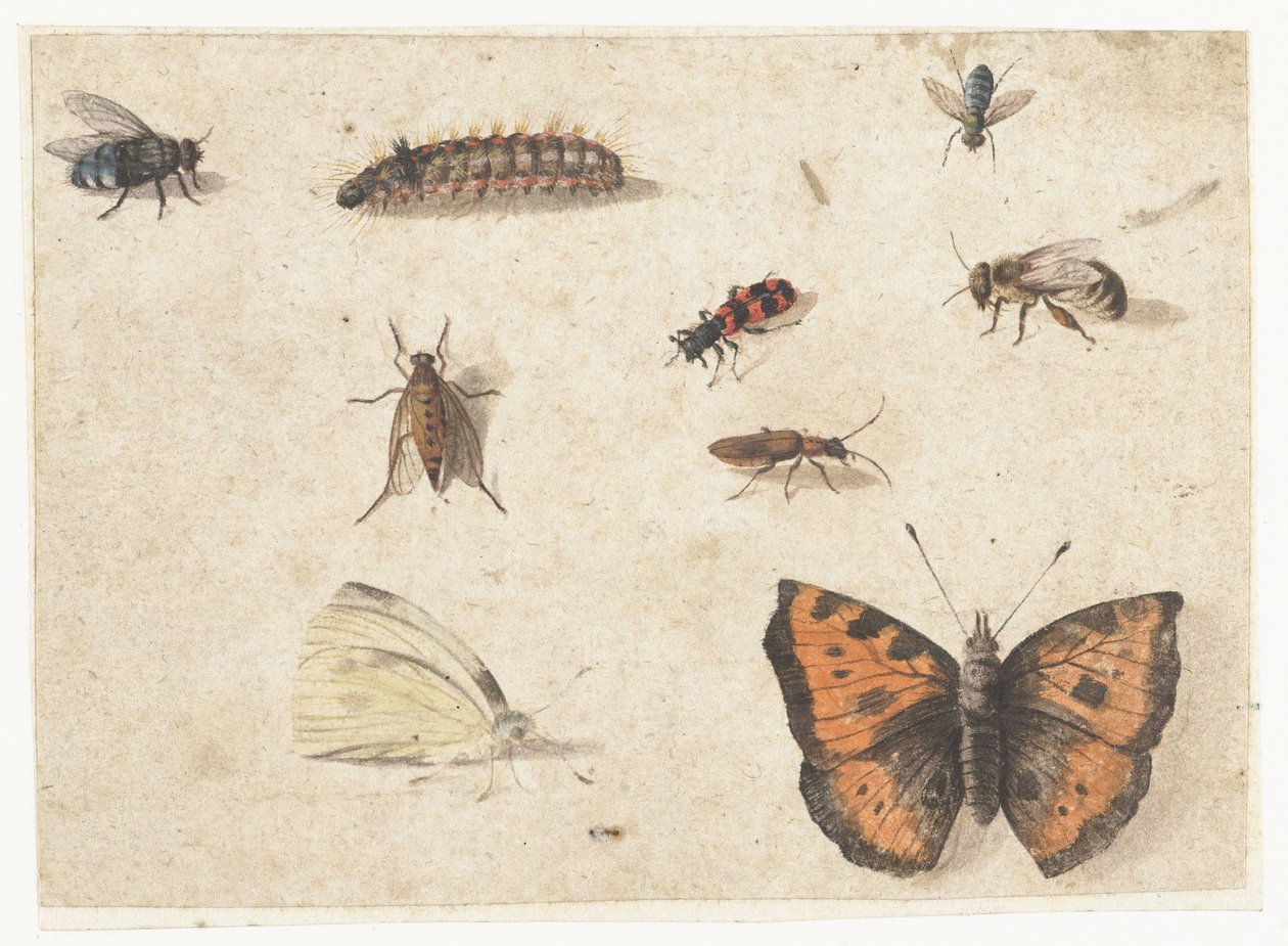 List studií devíti hmyzu od Jan van Kessel (I)