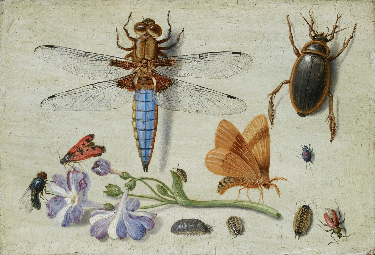 Chroust, brouk, vši a další hmyz, se snítkou ušní, počátek 50. let 17. století od Jan van Kessel