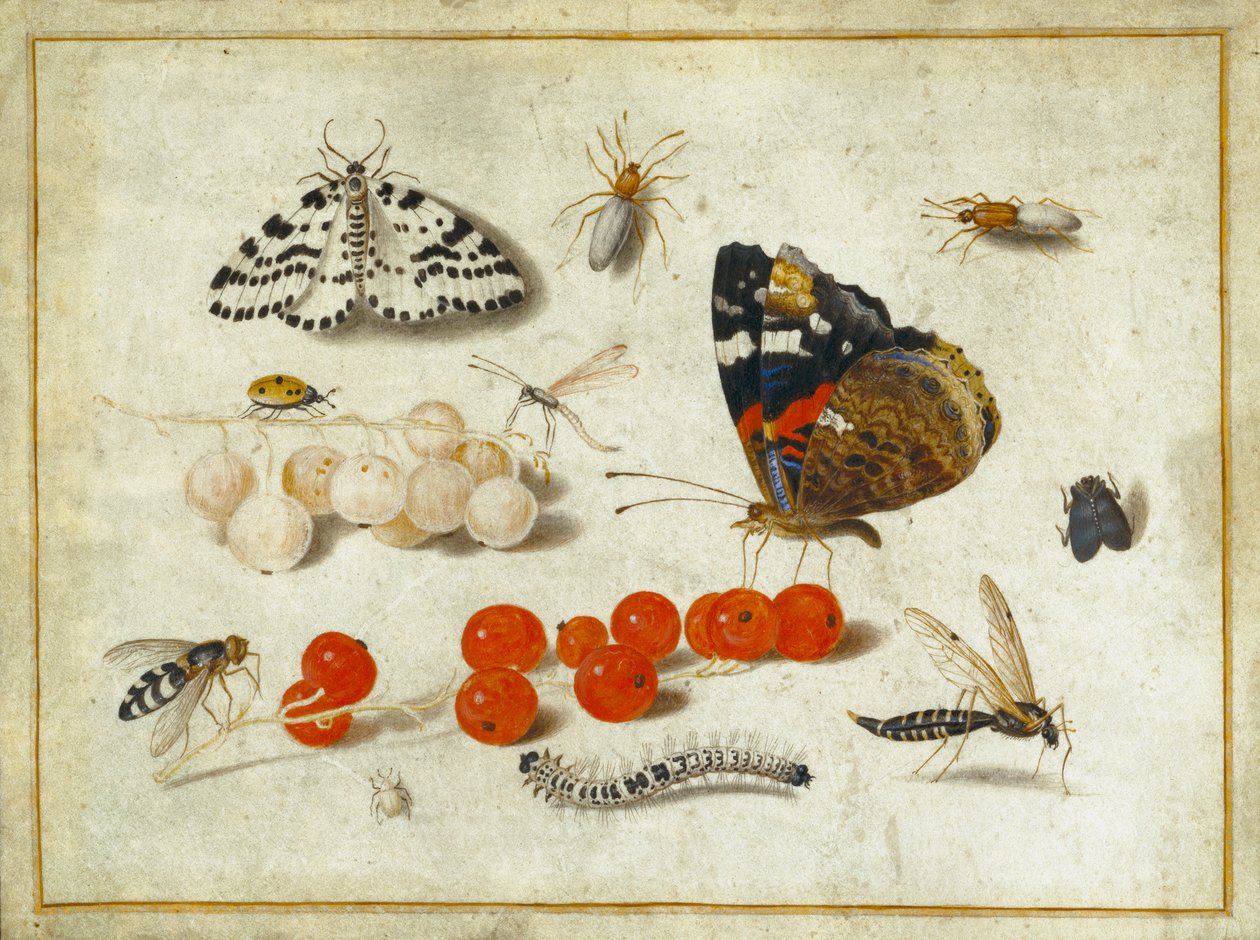 Motýl, housenka, můra, hmyz a rybíz, cca 1650-65 (kvaš a inkoust na pergamenu) od Jan van Kessel the Elder