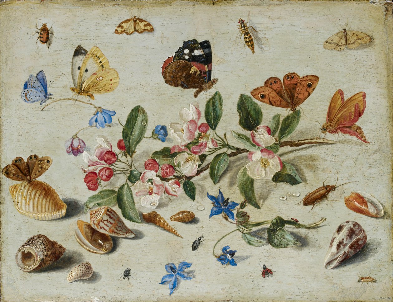 Květiny a hmyz, pozdní 1650 nebo začátek 1660 od Jan van Kessel