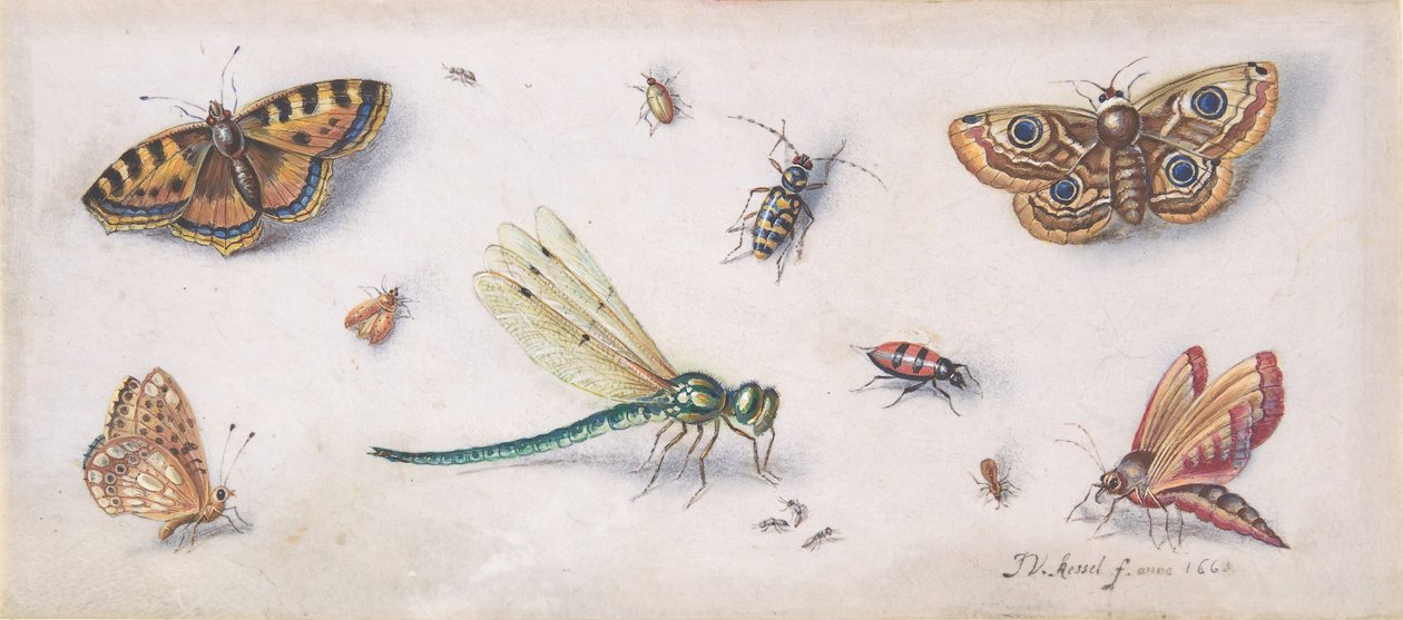Hmyz, motýli a vážka, 17. století. od Jan van Kessel
