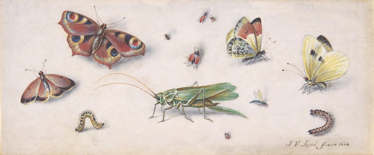 Hmyz, motýli a kobylka, 17. století. od Jan van Kessel
