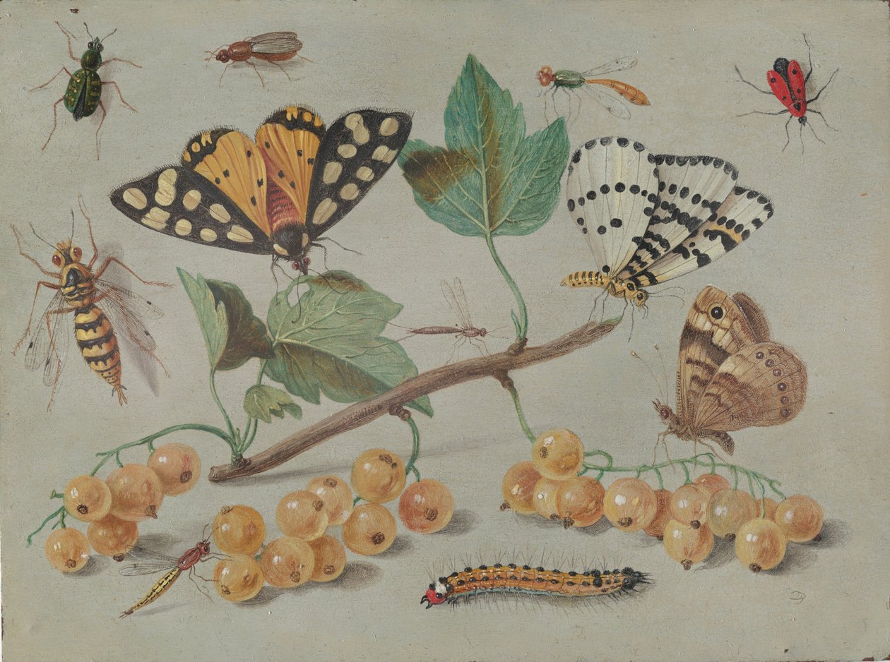 Studium motýlů a hmyzu, c. 1655. od Jan van Kessel