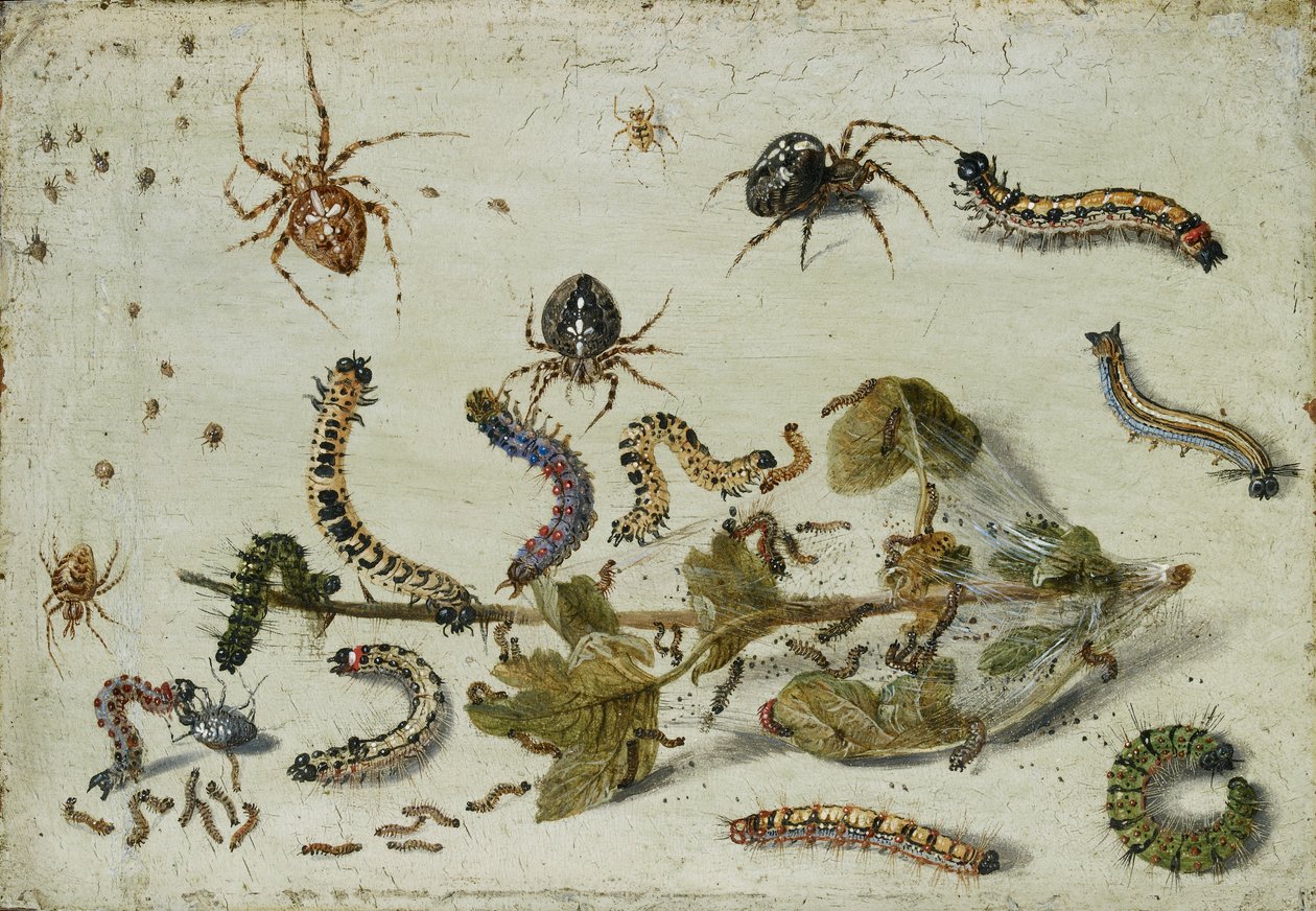 Různí pavouci a housenky, se snítkou angreštu, počátek 50. let 17. století od Jan van Kessel