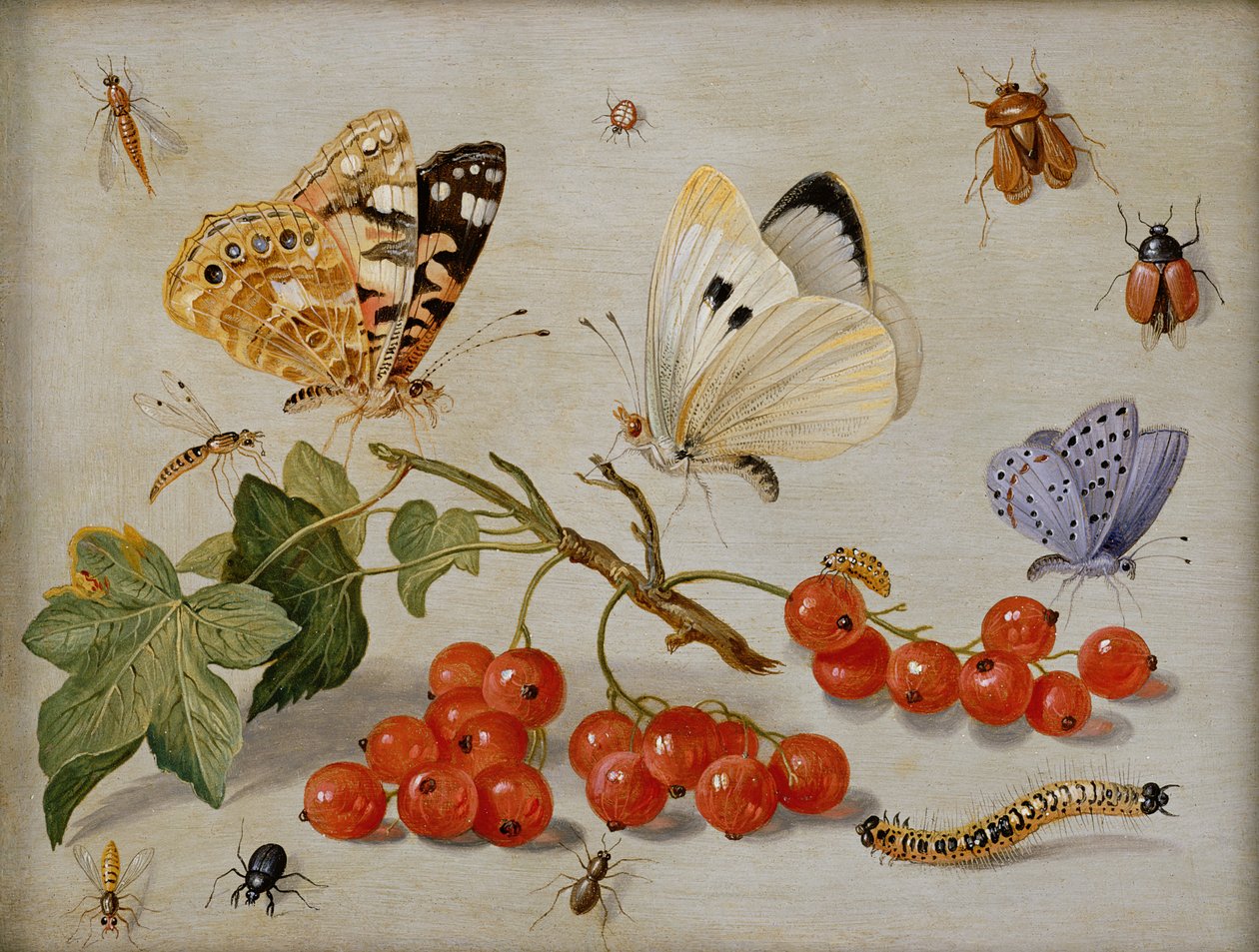 Zátiší se snítkou červeného rybízu, motýlů, brouků, housenek a hmyzu (olej na mědi) od Jan van Kessel the Elder