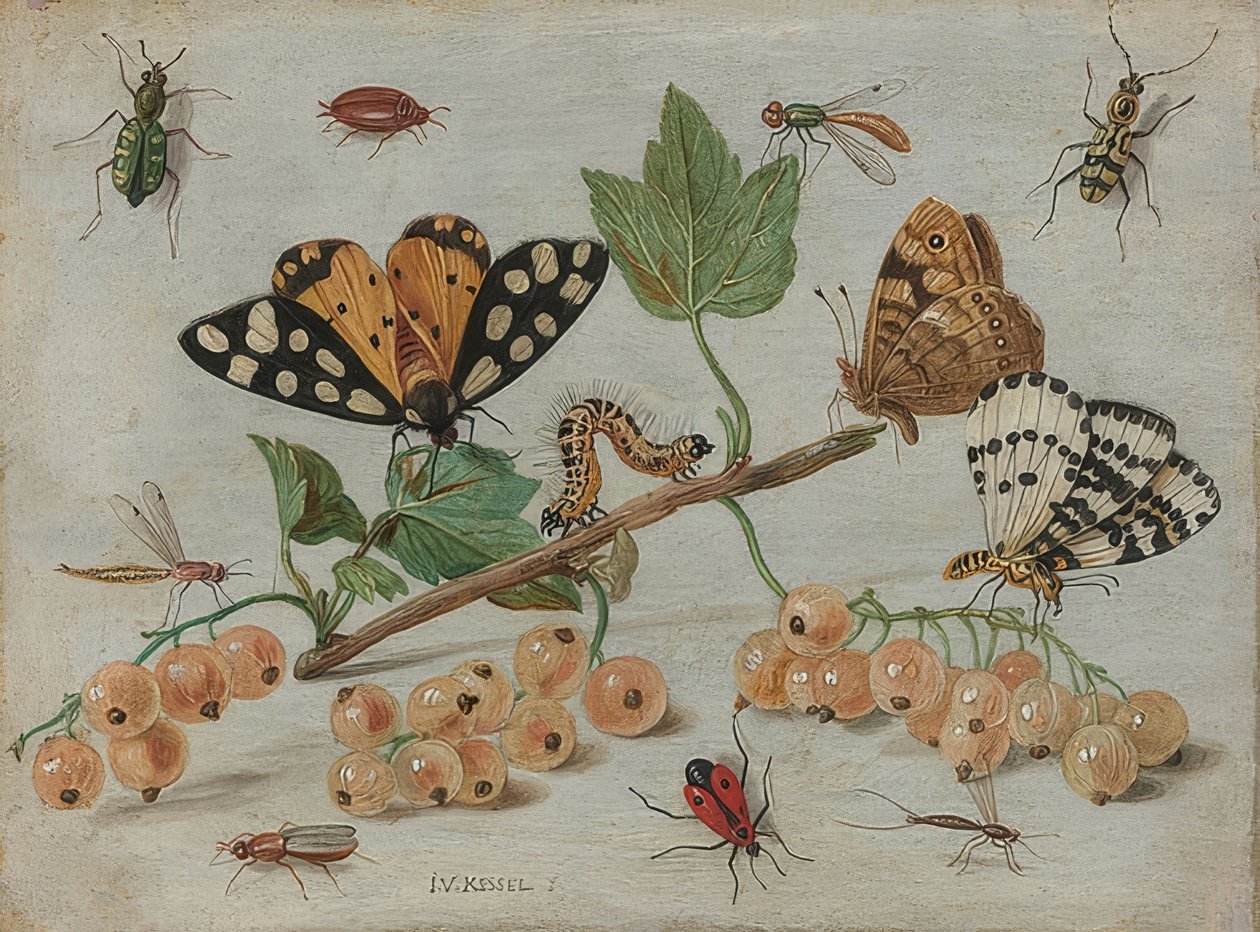 Hmyz a ovoce. Kolem 1660-65 od Jan van Kessel the Elder
