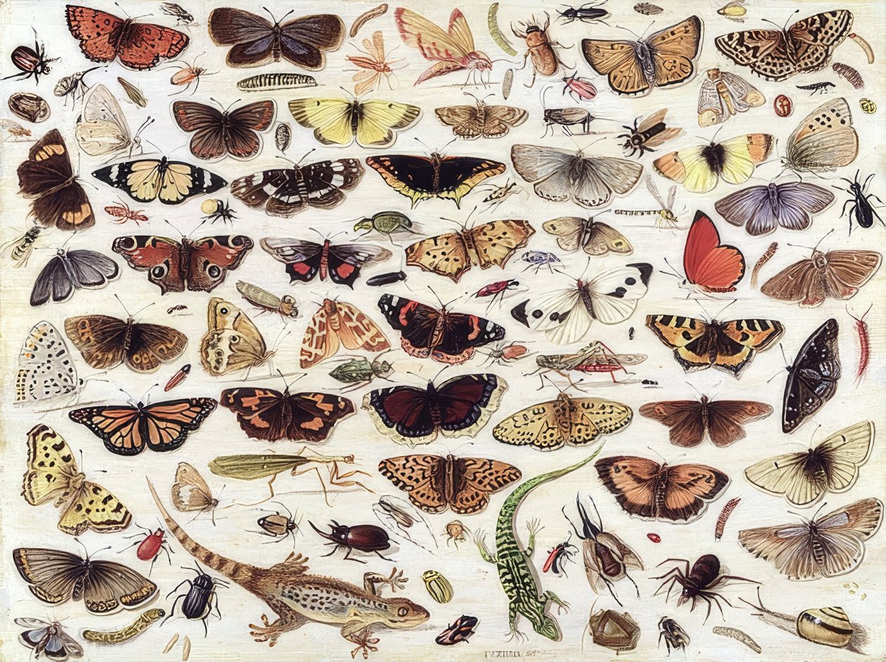 Studium motýlů a jiného hmyzu. 1657 od Jan van Kessel the Elder