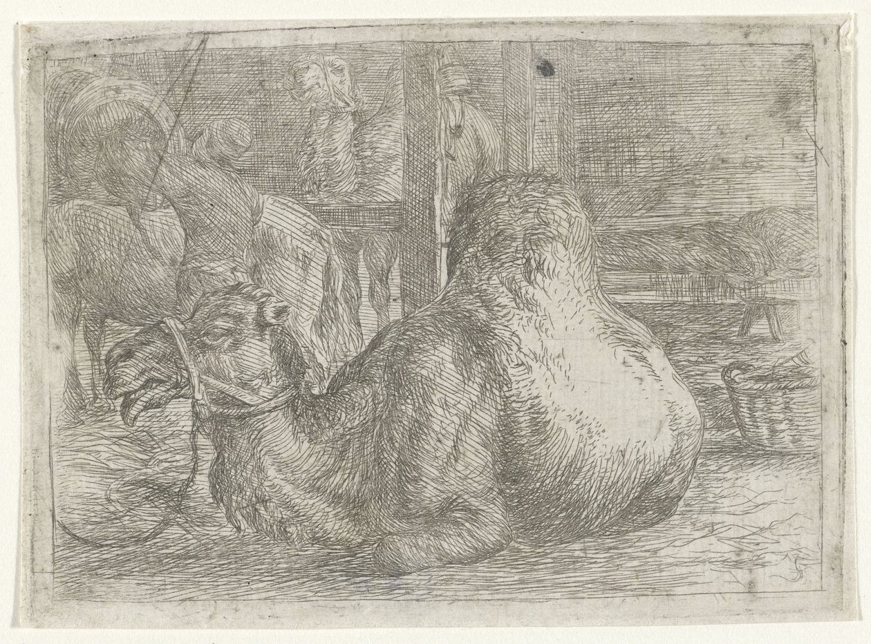 Ležící velbloud od Jan van Ossenbeeck