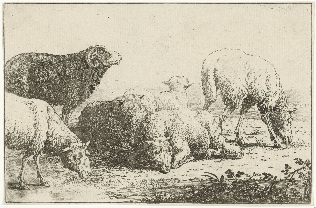 Ovce Zvířata (název seriálu) Zoographiam (název série) od Jan van den Hecke