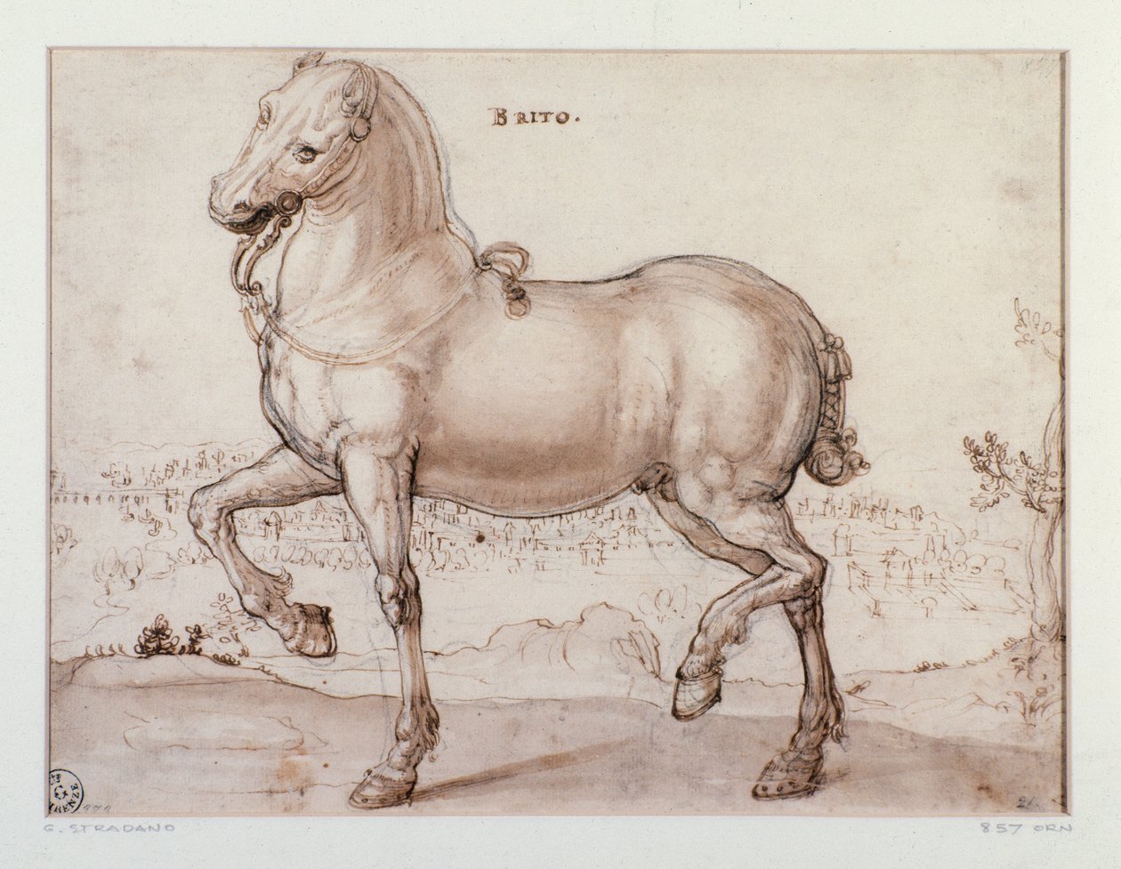 Studie pro koně Kresba Giovanni Stradano (Jan van der Straet) (1523-1605) Florencie, Oddělení tisků a kreseb, Uffizi (kanceláře) od Jan van der Straet