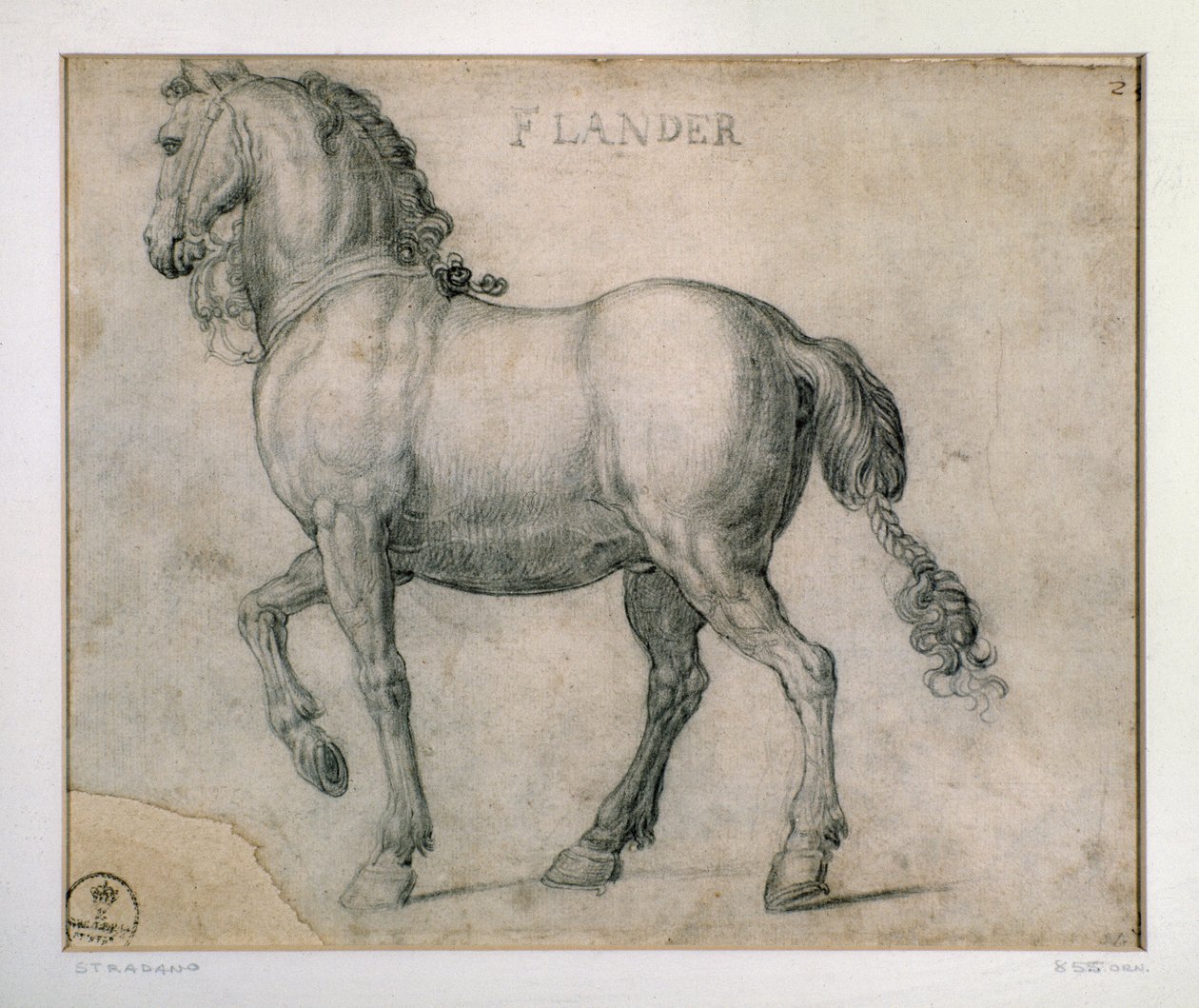 Studie pro koně z kresby Flander Giovanni Stradano (Jan van der Straet) (1523-1605) Florencie, Oddělení tisků a kreseb, Uffizi (kanceláře) od Jan van der Straet