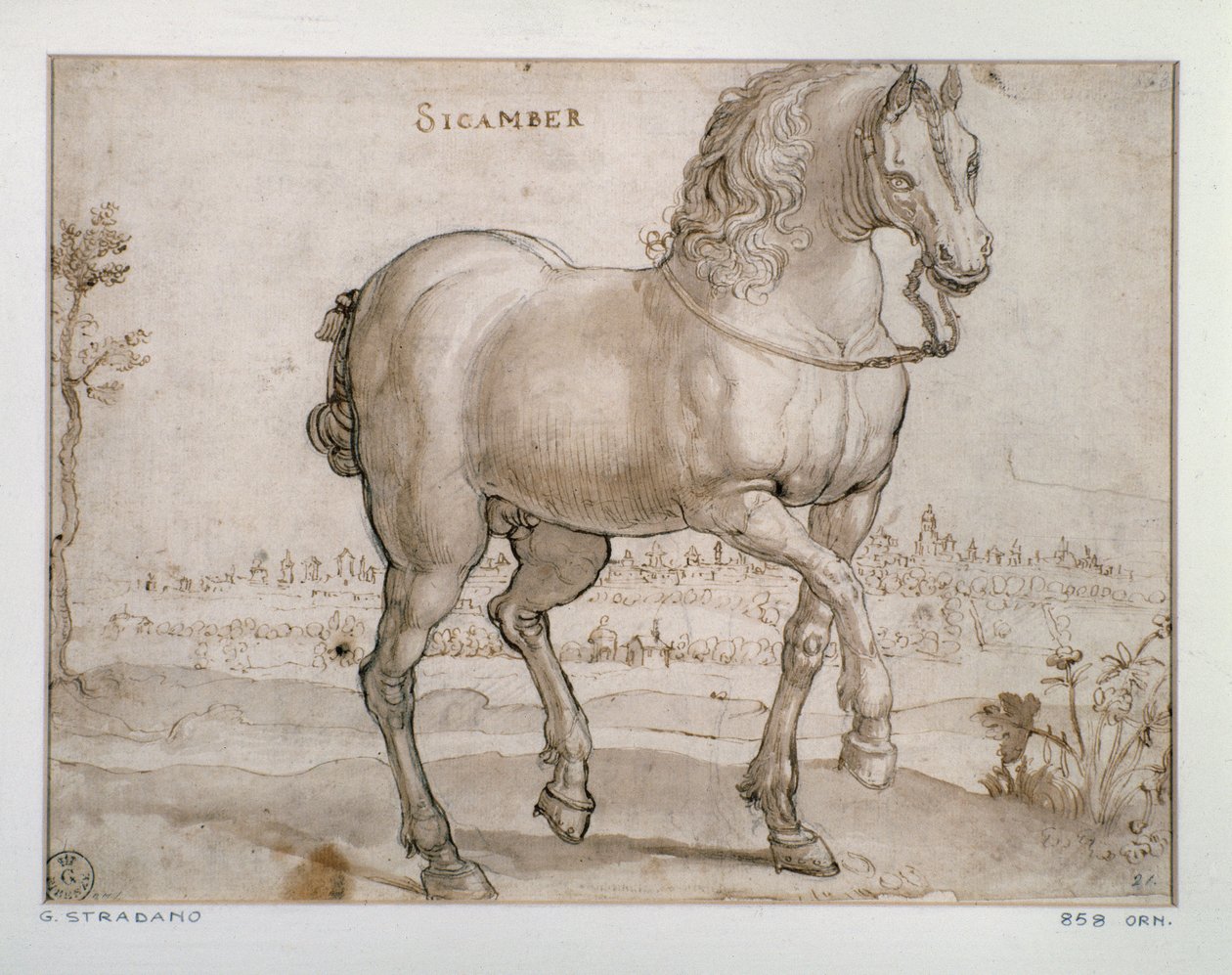 Studie pro sicamberského koně Kresba Giovanni Stradano (Jan van der Straet) (1523-1605) Florencie, Oddělení tisků a kreseb, Uffizi (kanceláře) od Jan van der Straet