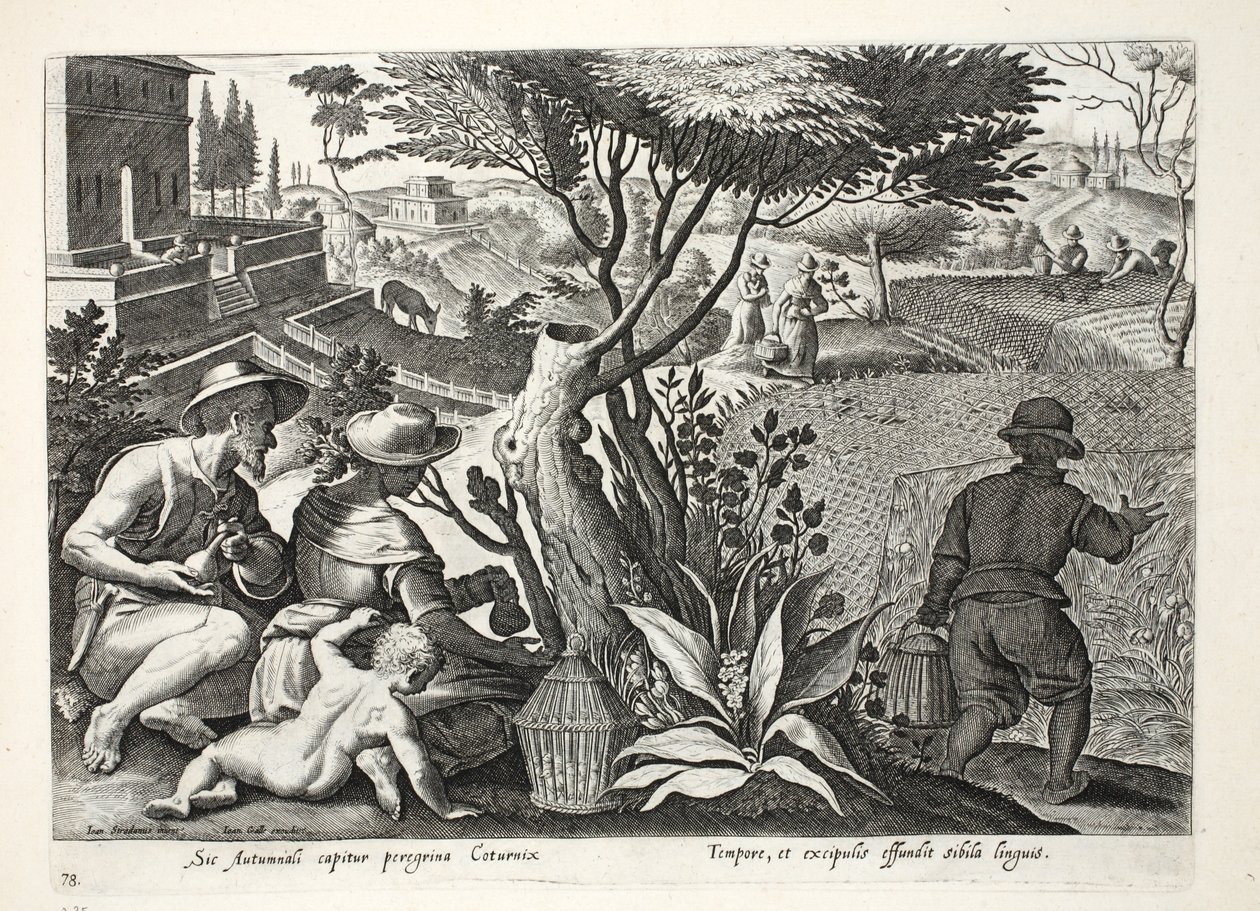 Lovecká křepelka, ilustrace z 