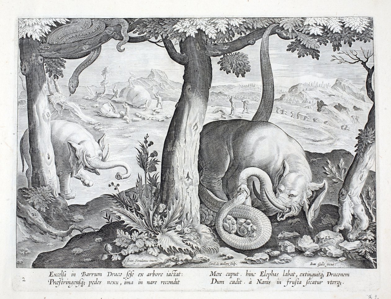 Had používaný při lovu slonů, ilustrace z 
