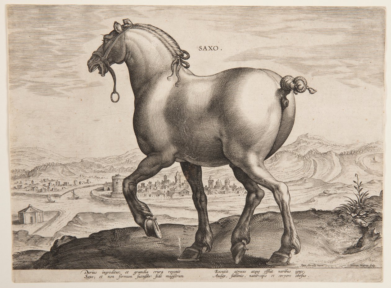Saský kůň, z prvního souboru "Equile Joannis Austriaci" od Jan van der Straet, called Stradanus