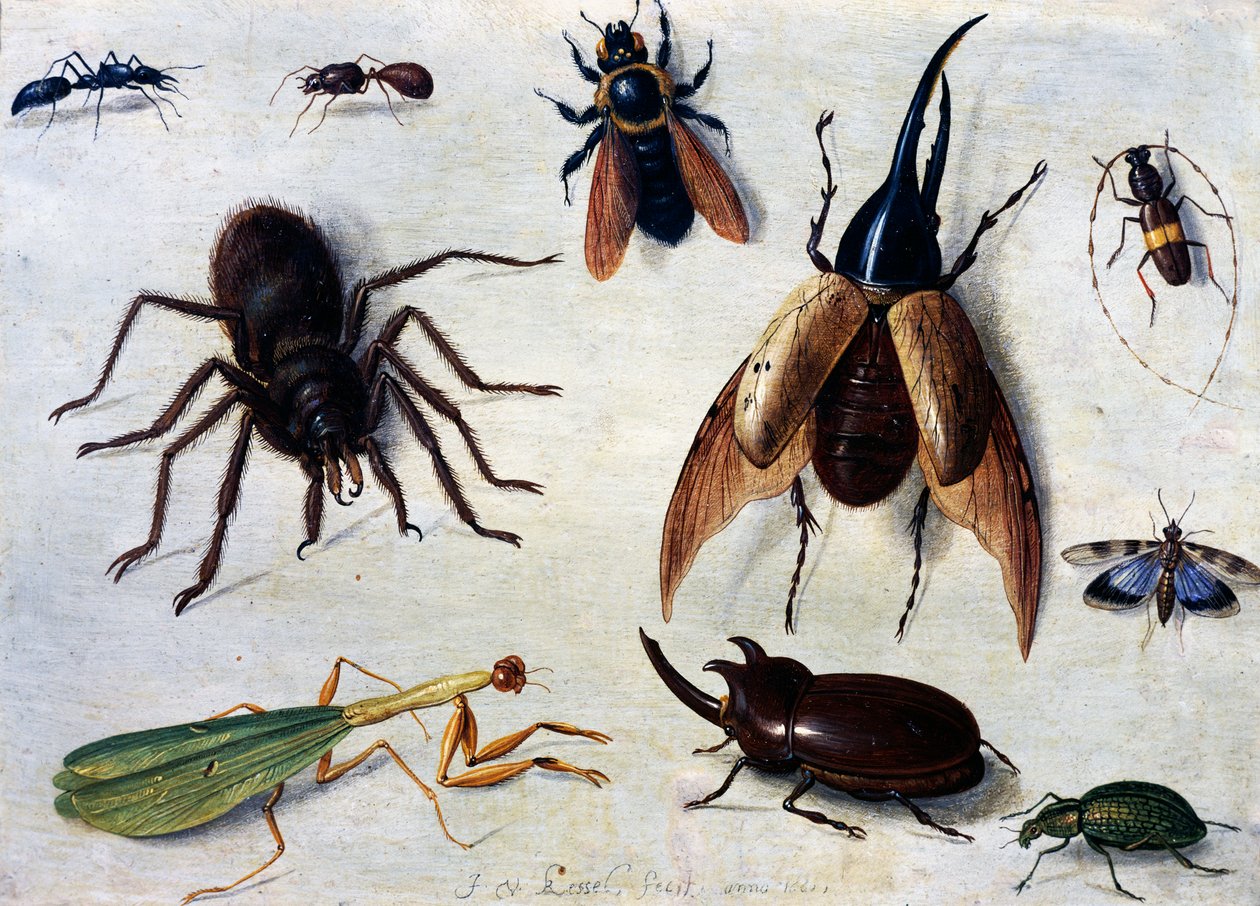 Hmyz od Jan van the Elder Kessel