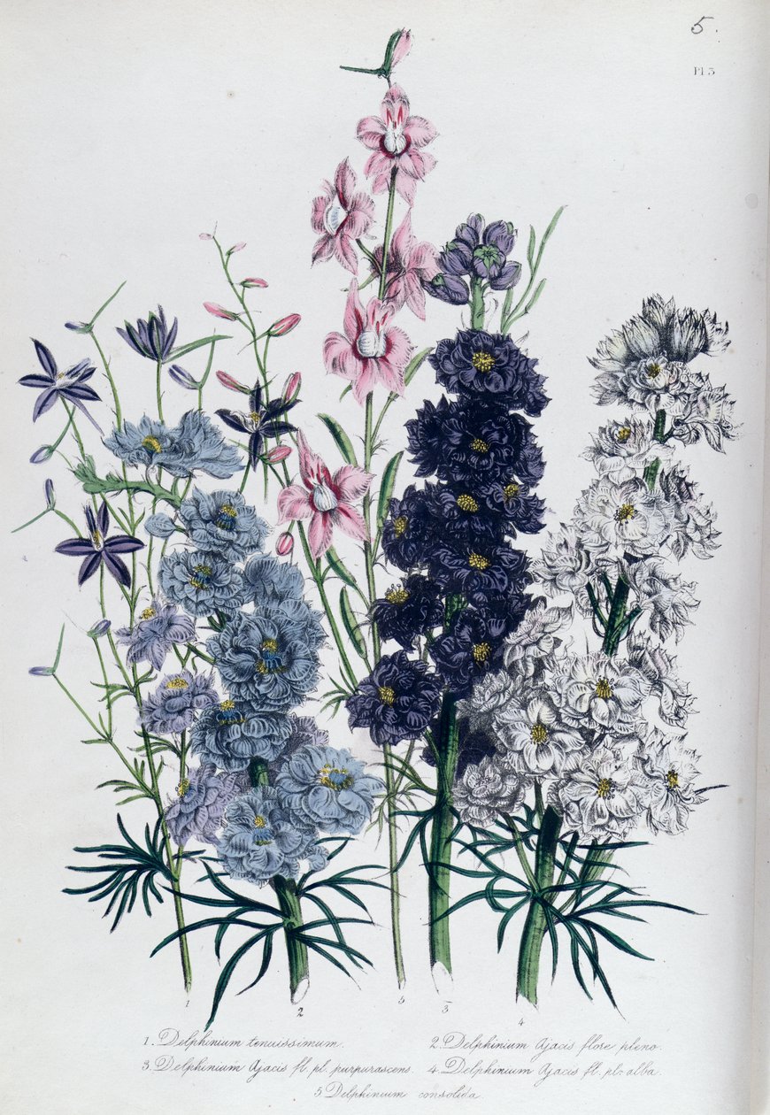 Delphiniums, deska 3 z 