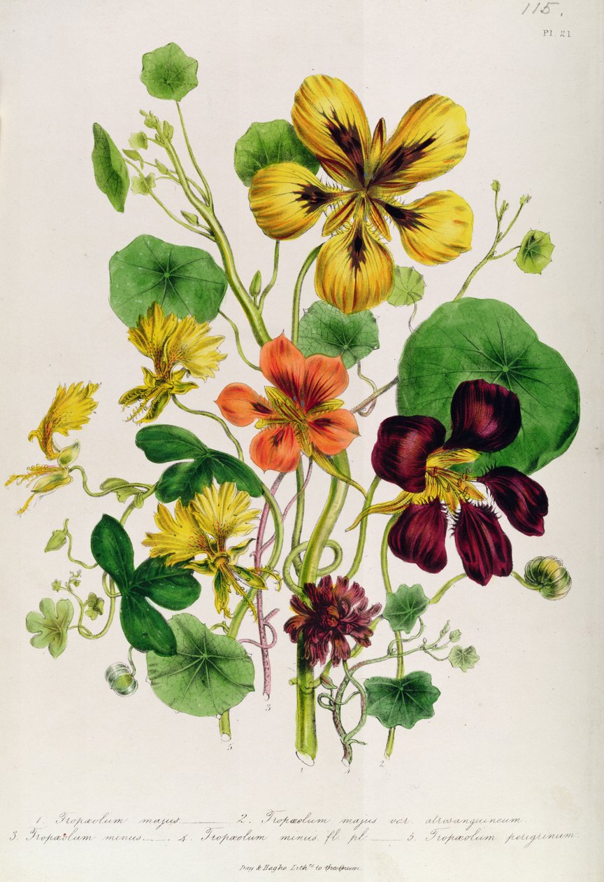 Nasturtium, deska 21 z knihy "The Ladies