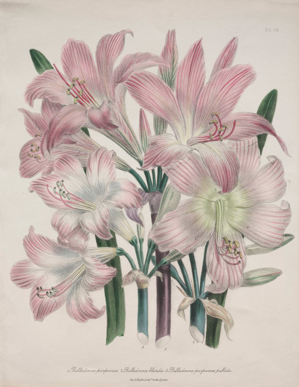 Belladonna Lily: Amaryllis belladonna od Jane Loudon