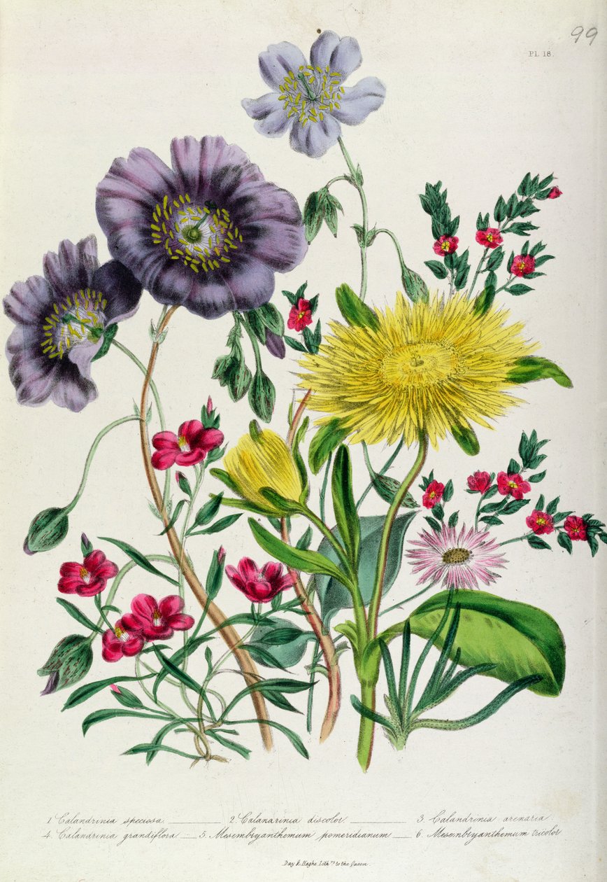 Calandrinia, deska 18 z 