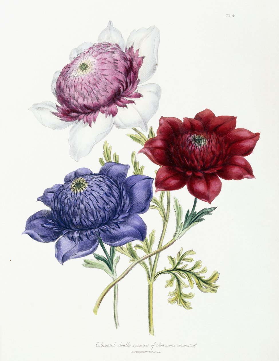 Pěstované dvojité odrůdy Anemone coronarial, 1843-49 od Jane Loudon