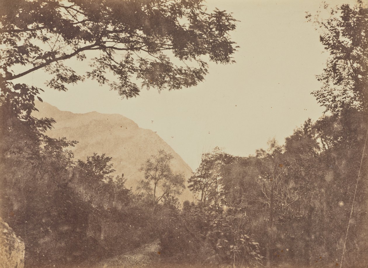 Acacia, Como od Jane Martha St. John