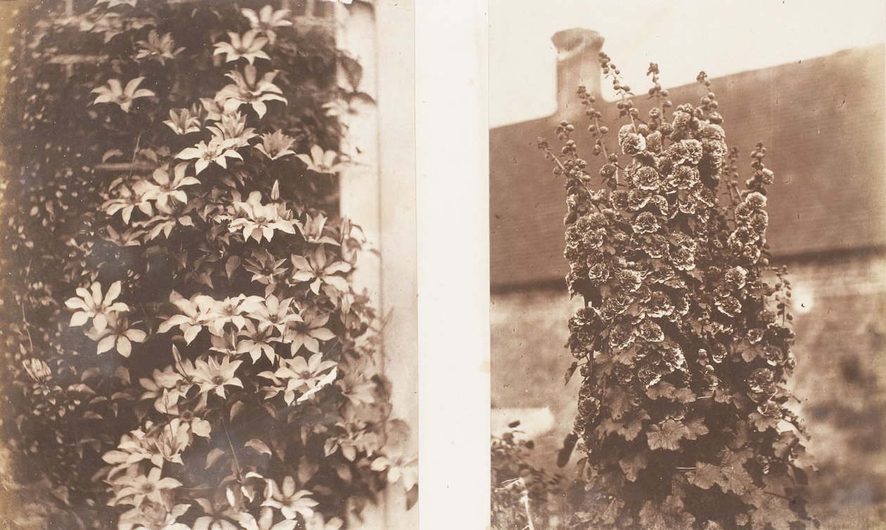 Clematis Cerulea, Hollyhocks, 1853-56. od Jane Martha St. John